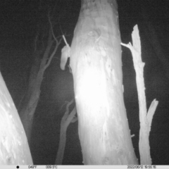 Petaurus norfolcensis (Squirrel Glider) at Charles Sturt University - 12 Jun 2022 by ChrisAllen