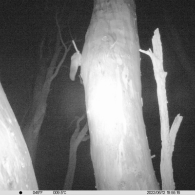 Petaurus norfolcensis (Squirrel Glider) at Charles Sturt University - 12 Jun 2022 by ChrisAllen