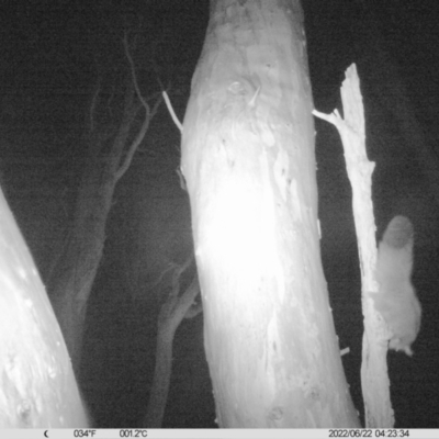 Petaurus norfolcensis (Squirrel Glider) at Charles Sturt University - 21 Jun 2022 by ChrisAllen