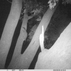 Trichosurus vulpecula (Common Brushtail Possum) at Table Top, NSW - 29 May 2022 by ChrisAllen