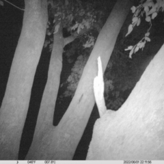 Ninox boobook at Table Top, NSW - 1 Jun 2022 10:37 PM