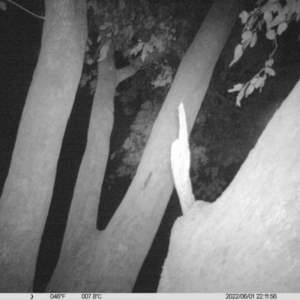 Ninox boobook at Table Top, NSW - 1 Jun 2022 10:37 PM
