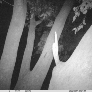 Ninox boobook at Table Top, NSW - 1 Jun 2022 10:37 PM