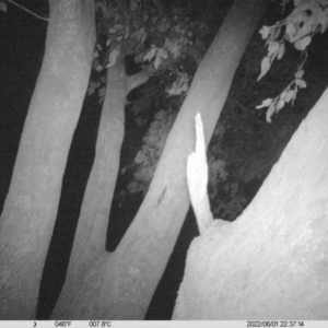 Ninox boobook at Table Top, NSW - 1 Jun 2022 10:37 PM