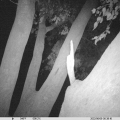 Petaurus norfolcensis (Squirrel Glider) at Table Top, NSW - 9 Jun 2022 by ChrisAllen