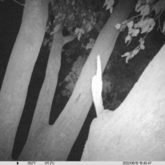 Petaurus norfolcensis (Squirrel Glider) at Table Top, NSW - 10 Jun 2022 by ChrisAllen