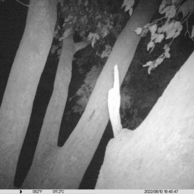 Petaurus norfolcensis (Squirrel Glider) at Table Top, NSW - 10 Jun 2022 by ChrisAllen