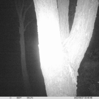 Petaurus norfolcensis (Squirrel Glider) at National Environment Centre (Riverina Institute of Tafe) - 26 May 2022 by ChrisAllen