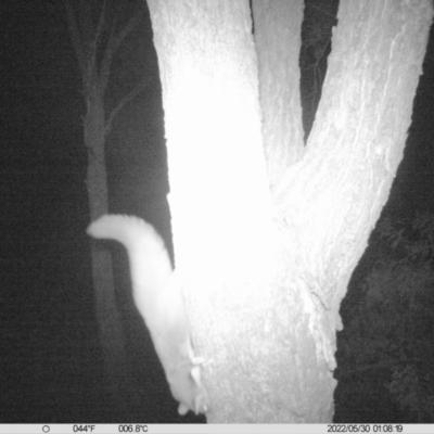 Petaurus norfolcensis (Squirrel Glider) at National Environment Centre (Riverina Institute of Tafe) - 30 May 2022 by ChrisAllen