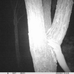 Petaurus norfolcensis (Squirrel Glider) at National Environment Centre (Riverina Institute of Tafe) - 7 Jun 2022 by ChrisAllen