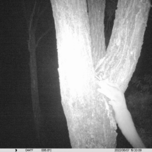 Petaurus norfolcensis at Thurgoona, NSW - 7 Jun 2022 07:33 PM