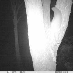 Petaurus norfolcensis (Squirrel Glider) at National Environment Centre (Riverina Institute of Tafe) - 8 Jun 2022 by ChrisAllen