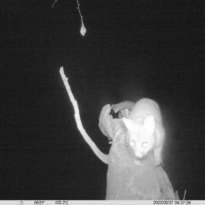 Trichosurus vulpecula at Thurgoona, NSW - 27 May 2022 04:27 AM