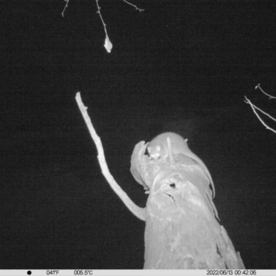 Pseudocheirus peregrinus (Common Ringtail Possum) at Monitoring Site 038 - Road - 12 Jun 2022 by ChrisAllen