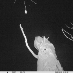 Pseudocheirus peregrinus (Common Ringtail Possum) at Monitoring Site 038 - Road - 20 Jun 2022 by ChrisAllen