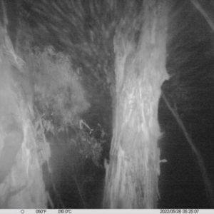 Petaurus norfolcensis at Monitoring Site 040 - Remnant - 28 May 2022