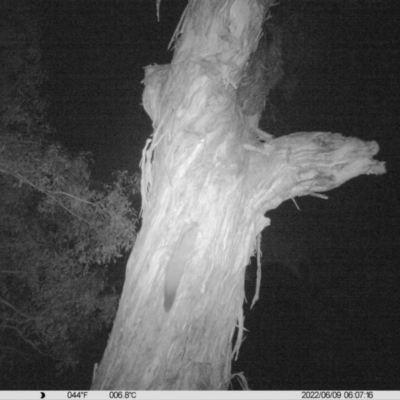 Petaurus norfolcensis (Squirrel Glider) at Monitoring Site 041 - Riparian - 8 Jun 2022 by ChrisAllen