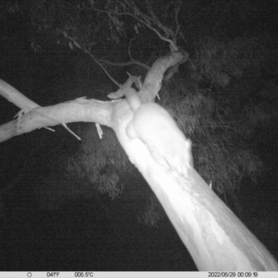 Trichosurus vulpecula (Common Brushtail Possum) at Monitoring Site 042 - Riparian - 28 May 2022 by ChrisAllen