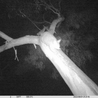 Trichosurus vulpecula (Common Brushtail Possum) at Monitoring Site 042 - Riparian - 31 May 2022 by ChrisAllen
