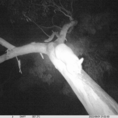 Trichosurus vulpecula (Common Brushtail Possum) at Thurgoona, NSW - 1 Jun 2022 by ChrisAllen