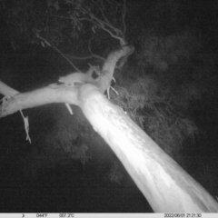 Petaurus norfolcensis (Squirrel Glider) at Albury - 1 Jun 2022 by ChrisAllen
