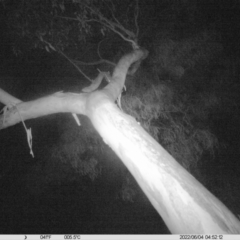 Ninox boobook (Southern Boobook) at Monitoring Site 042 - Riparian - 3 Jun 2022 by ChrisAllen