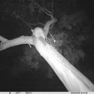 Trichosurus vulpecula at Thurgoona, NSW - 6 Jun 2022 08:01 PM