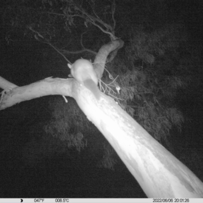 Trichosurus vulpecula (Common Brushtail Possum) at Monitoring Site 042 - Riparian - 6 Jun 2022 by ChrisAllen