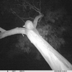 Trichosurus vulpecula at Thurgoona, NSW - 6 Jun 2022 08:01 PM