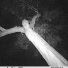 Trichosurus vulpecula (Common Brushtail Possum) at Albury - 8 Jun 2022 by ChrisAllen