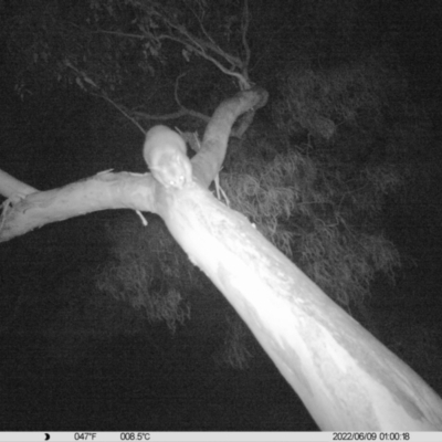 Trichosurus vulpecula (Common Brushtail Possum) at Monitoring Site 042 - Riparian - 8 Jun 2022 by ChrisAllen