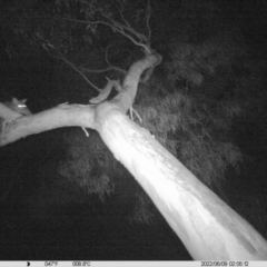 Trichosurus vulpecula (Common Brushtail Possum) at Monitoring Site 042 - Riparian - 9 Jun 2022 by ChrisAllen