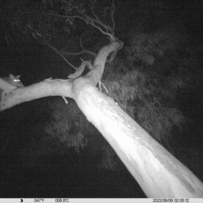 Trichosurus vulpecula (Common Brushtail Possum) at Monitoring Site 042 - Riparian - 9 Jun 2022 by ChrisAllen