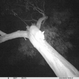 Trichosurus vulpecula at Thurgoona, NSW - 9 Jun 2022 07:56 PM
