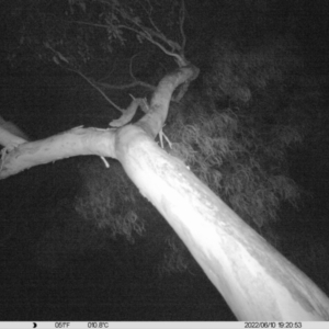 Petaurus norfolcensis at Monitoring Site 042 - Riparian - 10 Jun 2022