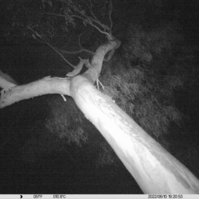 Petaurus norfolcensis (Squirrel Glider) at Monitoring Site 042 - Riparian - 10 Jun 2022 by ChrisAllen