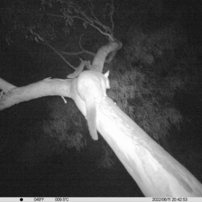 Trichosurus vulpecula (Common Brushtail Possum) at Monitoring Site 042 - Riparian - 11 Jun 2022 by ChrisAllen