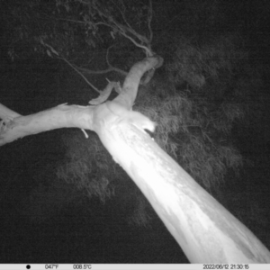 Petaurus norfolcensis at Thurgoona, NSW - 12 Jun 2022 09:30 PM