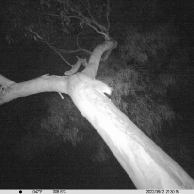 Petaurus norfolcensis (Squirrel Glider) at Monitoring Site 042 - Riparian - 12 Jun 2022 by ChrisAllen