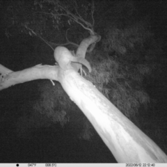 Trichosurus vulpecula (Common Brushtail Possum) at Monitoring Site 042 - Riparian - 12 Jun 2022 by ChrisAllen
