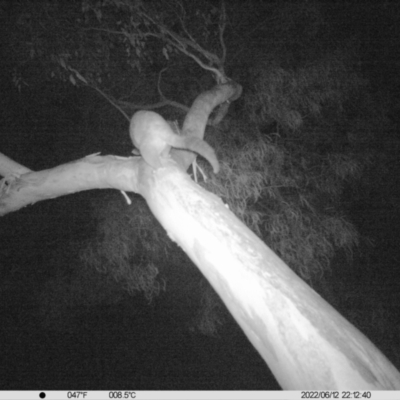 Trichosurus vulpecula (Common Brushtail Possum) at Albury - 12 Jun 2022 by ChrisAllen