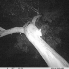 Trichosurus vulpecula (Common Brushtail Possum) at Albury - 15 Jun 2022 by ChrisAllen