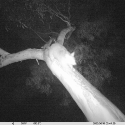 Trichosurus vulpecula (Common Brushtail Possum) at Monitoring Site 042 - Riparian - 15 Jun 2022 by ChrisAllen