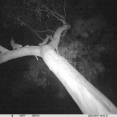 Petaurus norfolcensis (Squirrel Glider) at Monitoring Site 042 - Riparian - 17 Jun 2022 by ChrisAllen