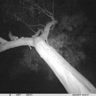 Petaurus norfolcensis (Squirrel Glider) at Monitoring Site 042 - Riparian - 17 Jun 2022 by ChrisAllen