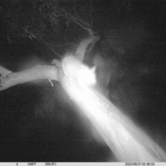 Trichosurus vulpecula (Common Brushtail Possum) at Monitoring Site 042 - Riparian - 20 Jun 2022 by ChrisAllen