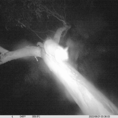 Trichosurus vulpecula (Common Brushtail Possum) at Monitoring Site 042 - Riparian - 20 Jun 2022 by ChrisAllen