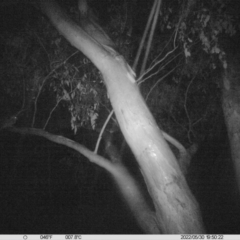 Podargus strigoides (Tawny Frogmouth) at Monitoring Site 043 - Road - 30 May 2022 by ChrisAllen