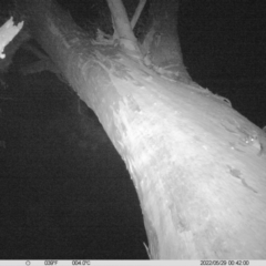 Petaurus norfolcensis (Squirrel Glider) at Table Top, NSW - 29 May 2022 by ChrisAllen