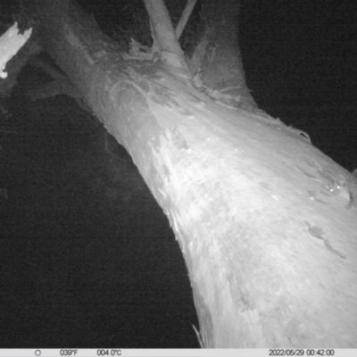 Petaurus norfolcensis (Squirrel Glider) at Table Top, NSW - 29 May 2022 by ChrisAllen